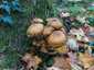 Gyűrűs tuskógomba (Armillaria mellea), Budapest